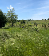 gut oggau edmund vineyard