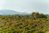 Vinyes Tortuga spain