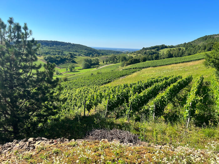 DOMAINE LIGAS - RODITIS BARRIQUE 2020