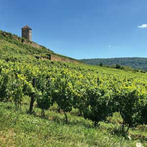 Best French Natural Wine - France vins naturels