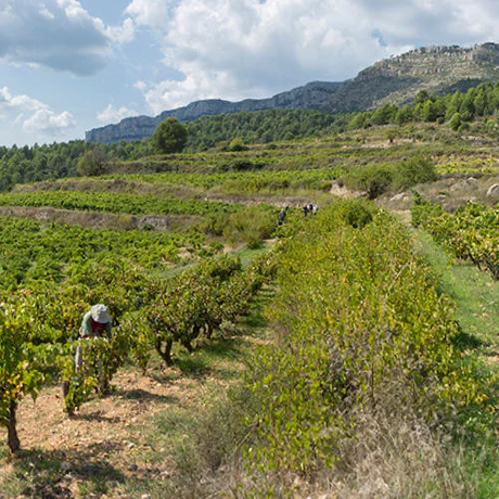 Natural Wines from Spain | Vinos naturales del España