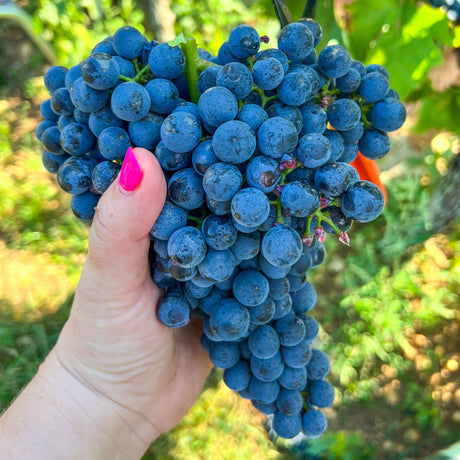 Blaufränkish natural wine