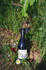 Claus Preisinger  - Bonsai 2024