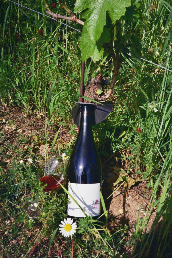 Claus Preisinger | Bonsai 2024 | MORE Natural Wine Claus Preisinger | Bonsai 2024 | MORE Natural Wine