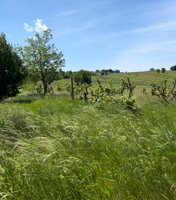 gut oggau edmund vineyard
