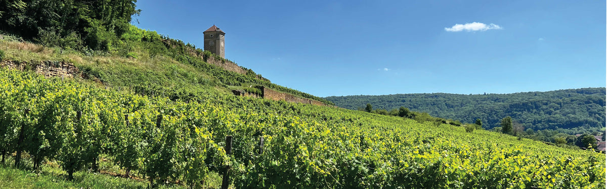 WIN OVERNOY-HOUILLON WINE | Pierre Overnoy – MORE Natural Wine