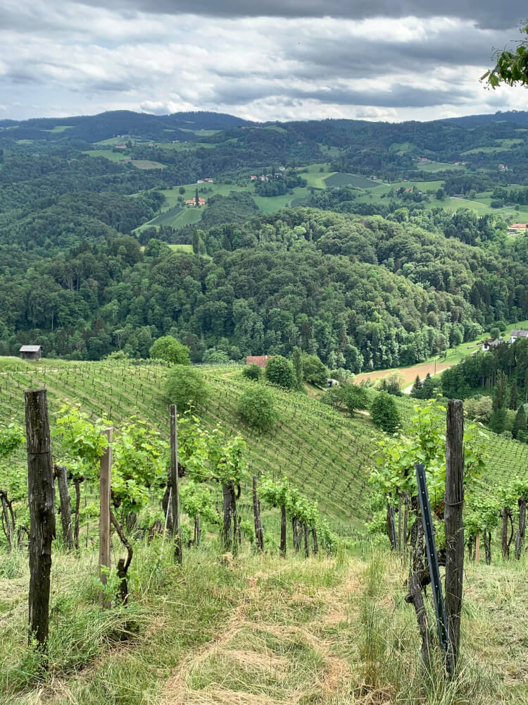 Andreas Tscheppe - vineyard rows on the slope at Andreas Tscheppe in Styria