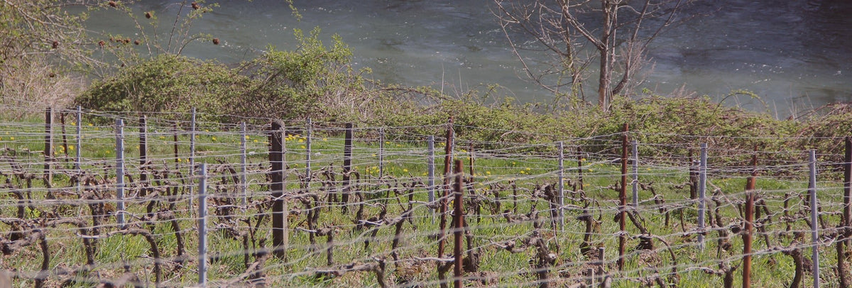 Bare vines trained on wire in early spring on a slope above a river in the Côte des Bar