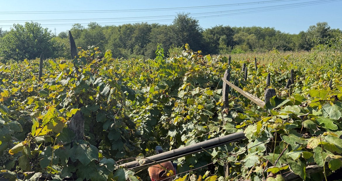 Natural wines from Imereti: a grower working an old bush-trained vineyard in western Georgia