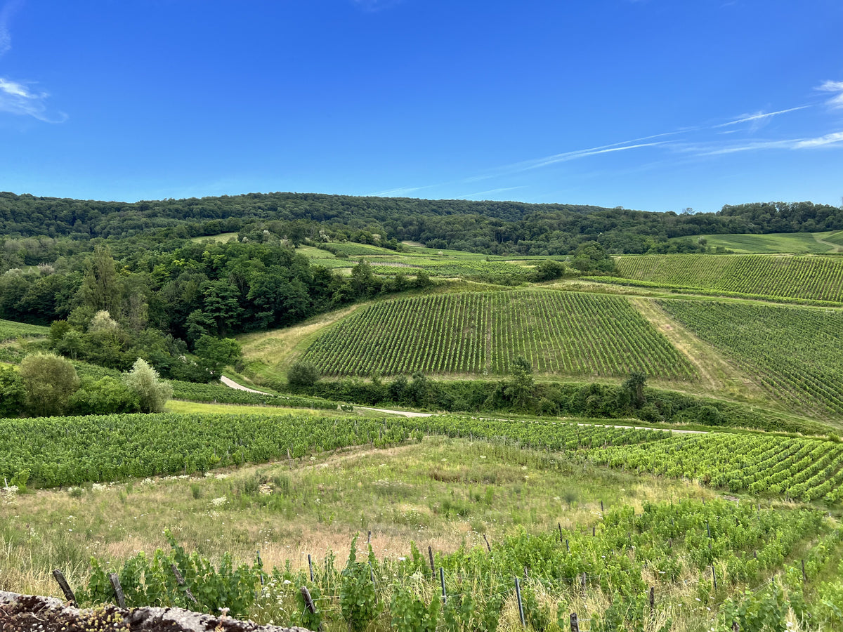 Vines above Pupillin in the Jura, the village where Maison Pierre Overnoy works its six hectares