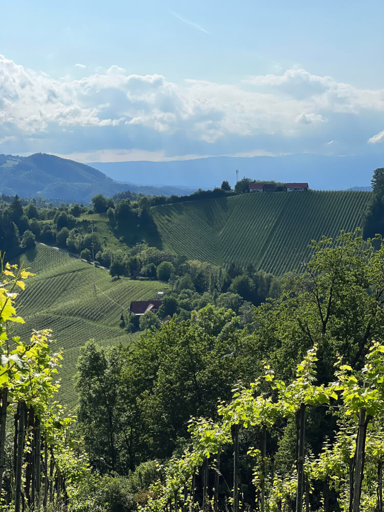 Andreas Tscheppe - the vineyards and hills around the domaine in Styria